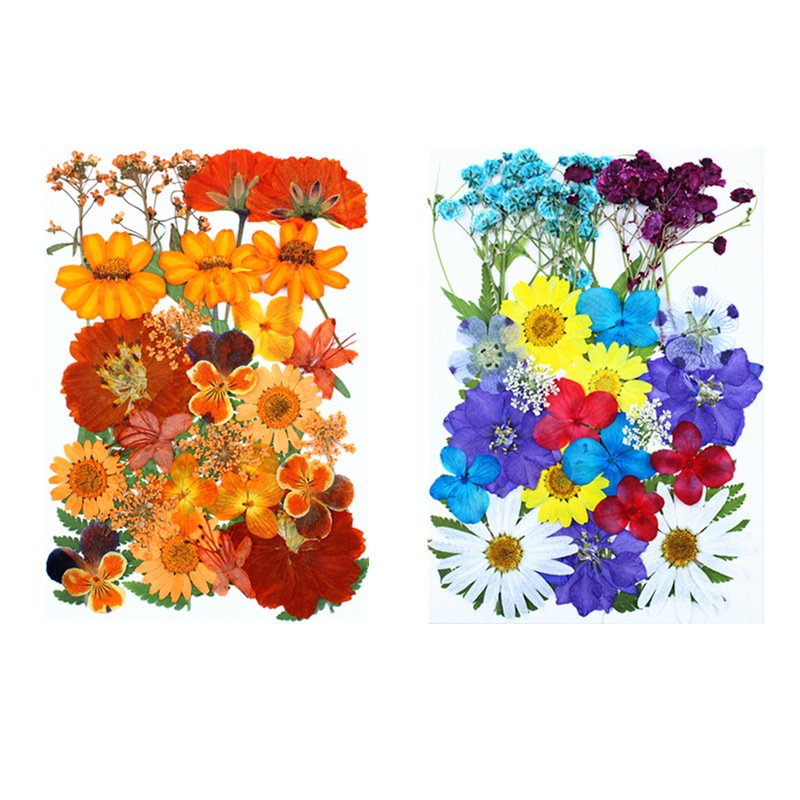 Hot Selling Real Flower Preserved Clear Pressed Flower Bulk Wholesale Photo Frame Dried Pressed Flower For Makeup