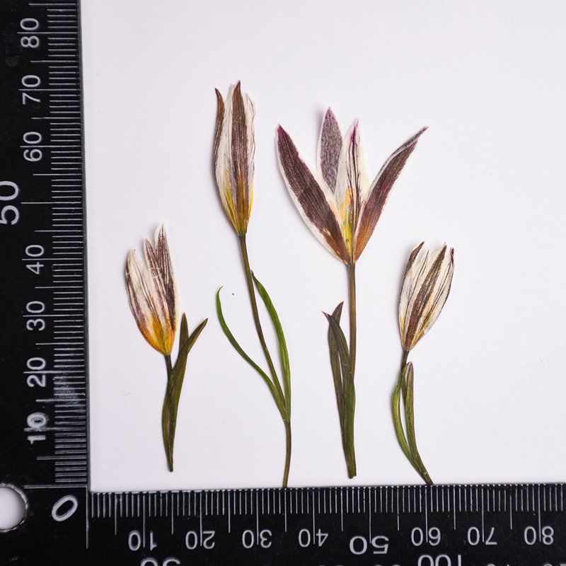 wholesale DIY flower small Dried Lily pressed flowers with stem for resin Nail Art Phone Case candle making decoration