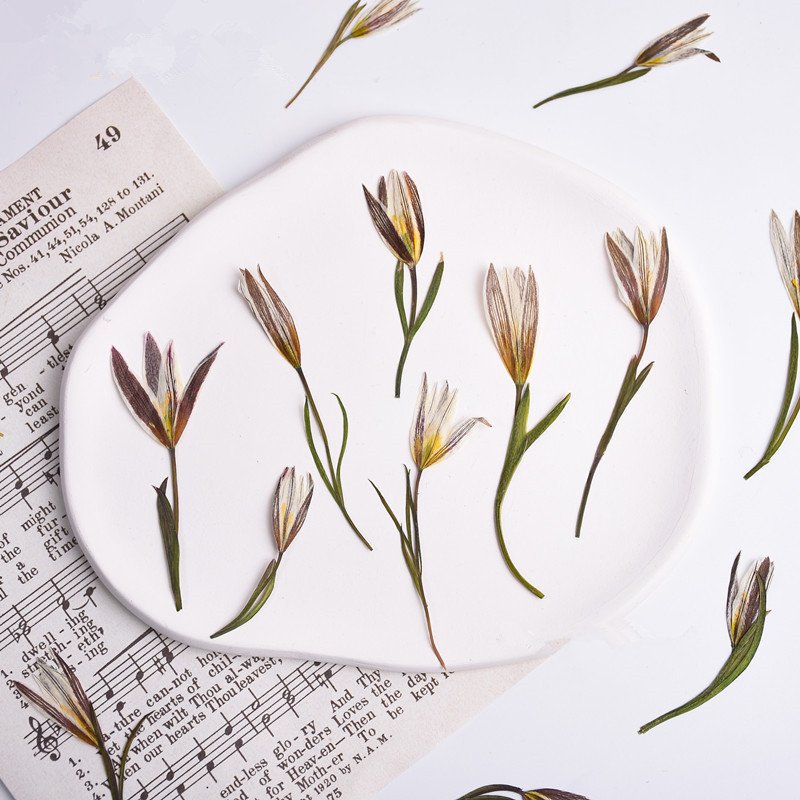 wholesale DIY flower small Dried Lily pressed flowers with stem for resin Nail Art Phone Case candle making decoration