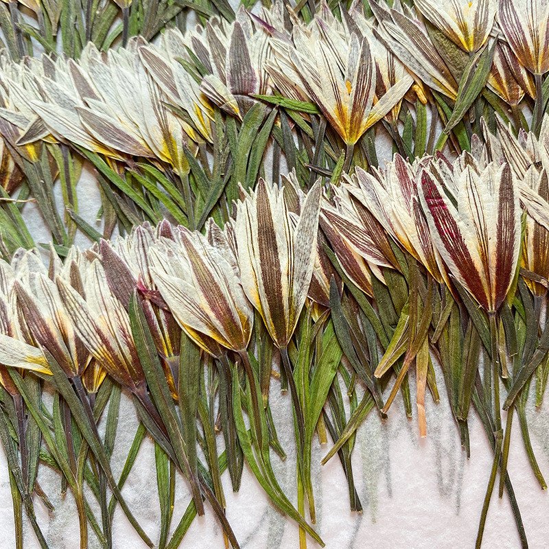 wholesale DIY flower small Dried Lily pressed flowers with stem for resin Nail Art Phone Case candle making decoration