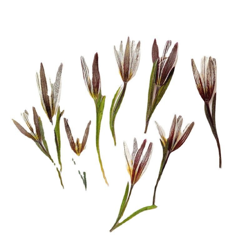 wholesale DIY flower small Dried Lily pressed flowers with stem for resin Nail Art Phone Case candle making decoration