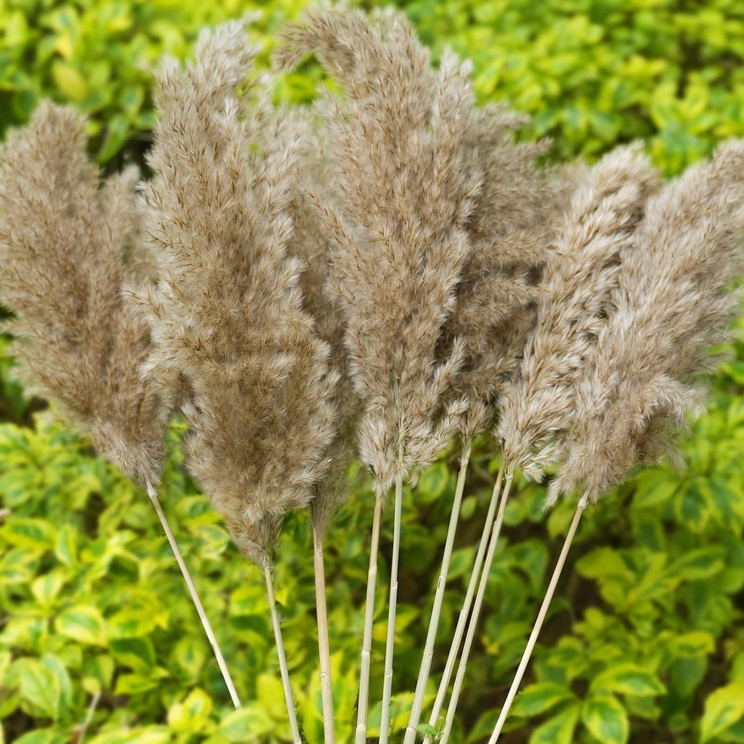 Manufacturer Wholesale 120cm Pampas Grass Eternal Pampas Dried Flowers Large Beige Pampas Grass For Home Decor