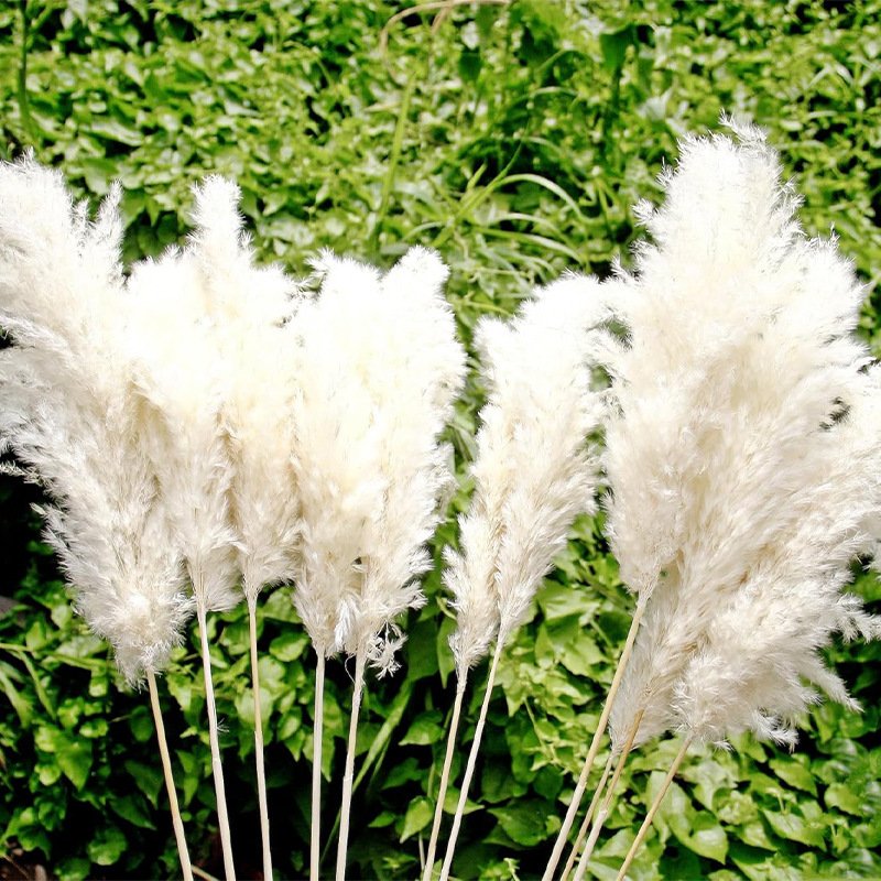 Manufacturer Wholesale 120cm Pampas Grass Eternal Pampas Dried Flowers Large Beige Pampas Grass For Home Decor
