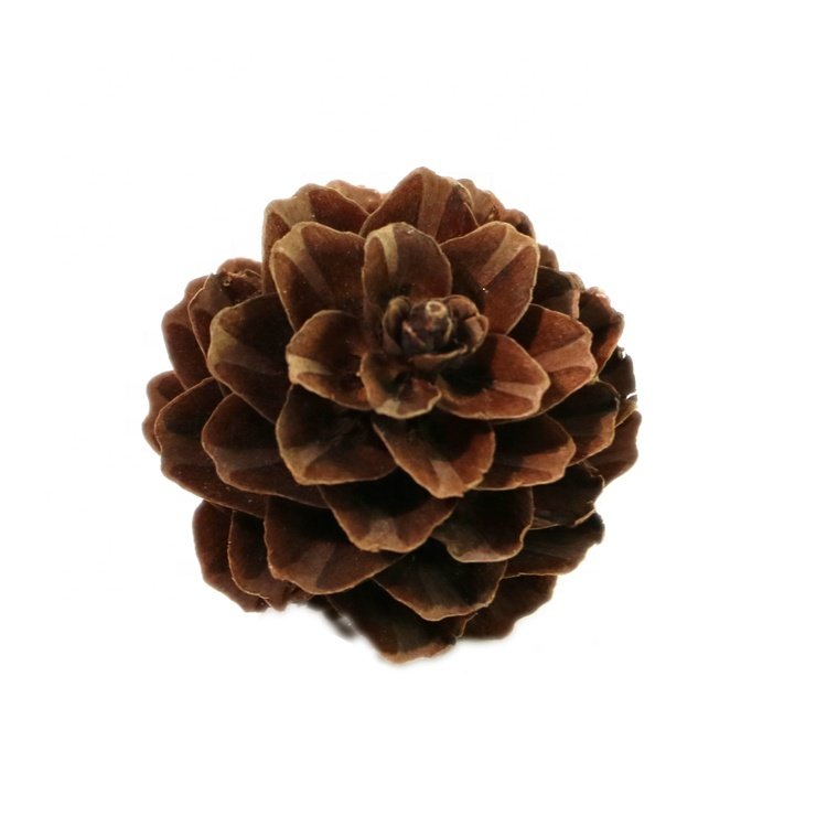 mini flower bouquet for dried flowers decoration dried pine cones daffodil pine cone christmas plants wreath