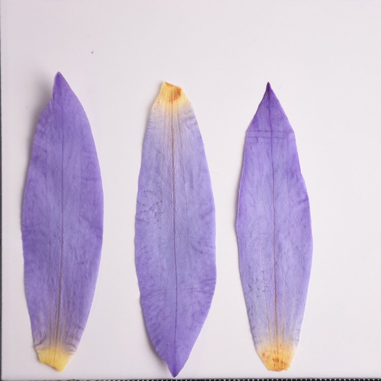 I638 Dried Pressed Flowers Water Lily Petals DIY Materials Craft Decorations Festival's Gift