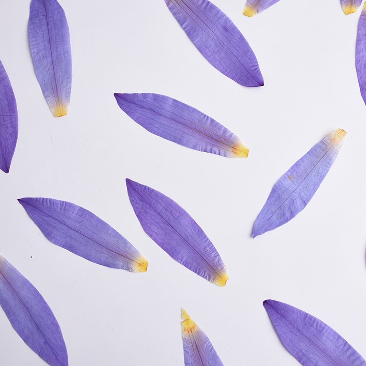 I638 Dried Pressed Flowers Water Lily Petals DIY Materials Craft Decorations Festival's Gift