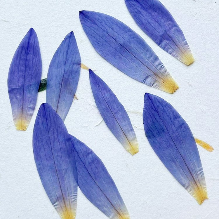 I638 Dried Pressed Flowers Water Lily Petals DIY Materials Craft Decorations Festival's Gift