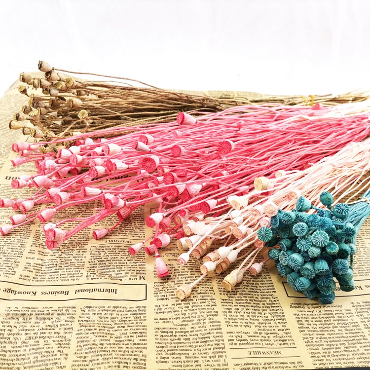 SumFlora Wholesale florist supplies natural eternal dried flowers corn poppy