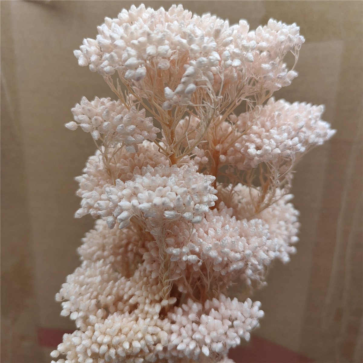 New High Quality Real Touch Mini Rice Flower Dried Preserved Flower Bouquet Fresh Natural Stem Eternal Home Decoration