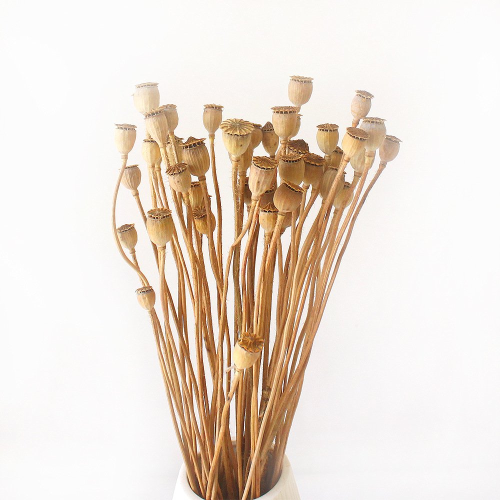 Wholesale Natural Dried Mini Poppy Flowers Bunch for Home Wedding Decor