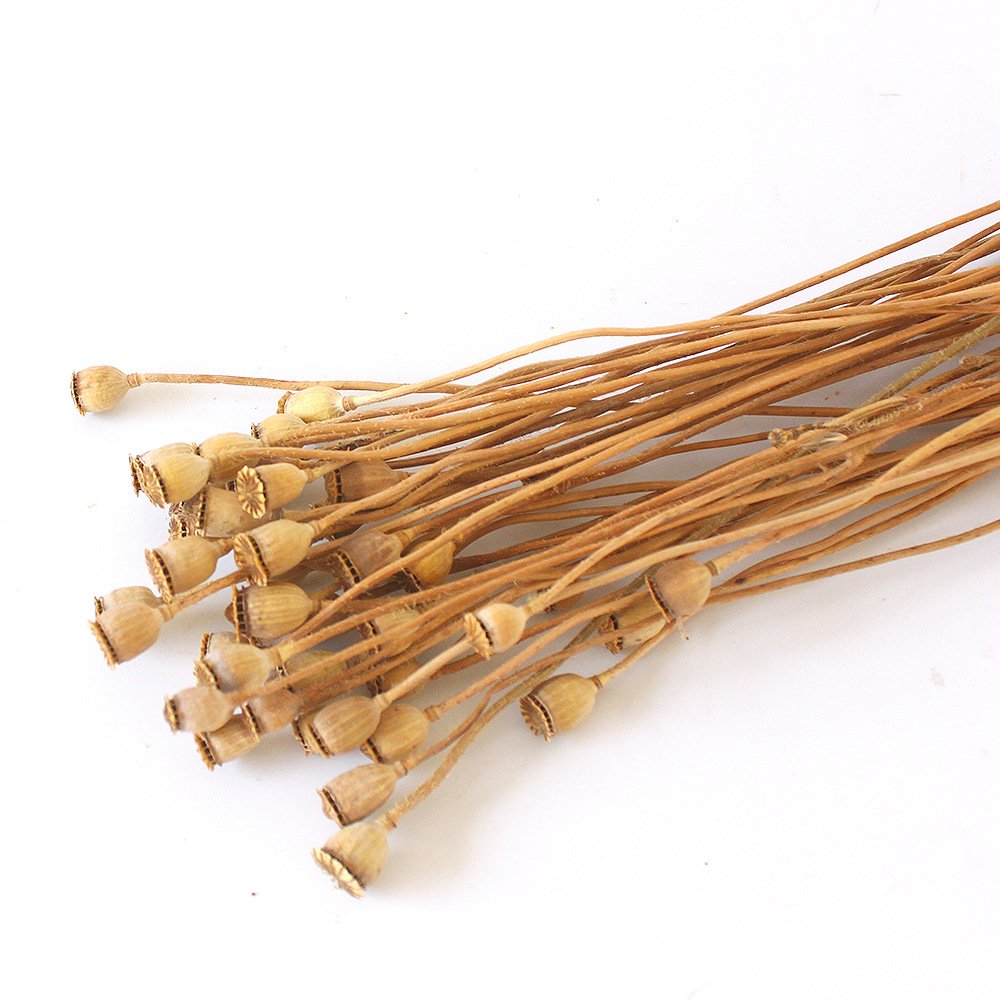 Wholesale Natural Dried Mini Poppy Flowers Bunch for Home Wedding Decor