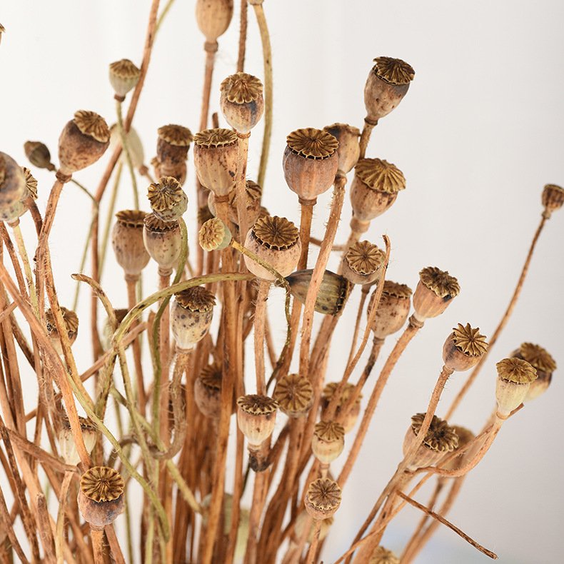 Wholesale Natural Dried Mini Poppy Flowers Bunch for Home Wedding Decor