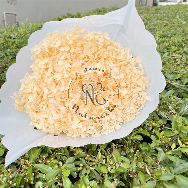 Preserved Anna Hydrangea Dried Flower Bouquet for Wedding Decoration Natural Flower for Home Decor 20" Real Hydrangeas Petals