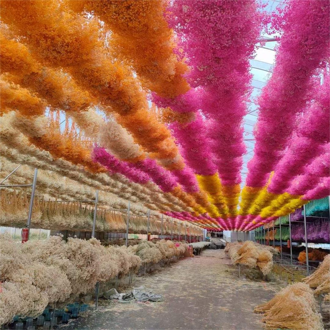 120g/430g Wholesale Home Decoration Preserved Gypsophila Dried Baby Breath Flowers for Wedding Bouquet