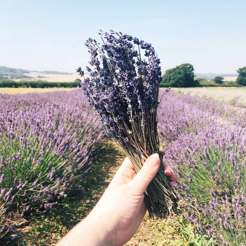 High Quality flowers 80g/bundle Customized Bouquet Blue Dried Lavender Flowers for home/wedding decoration