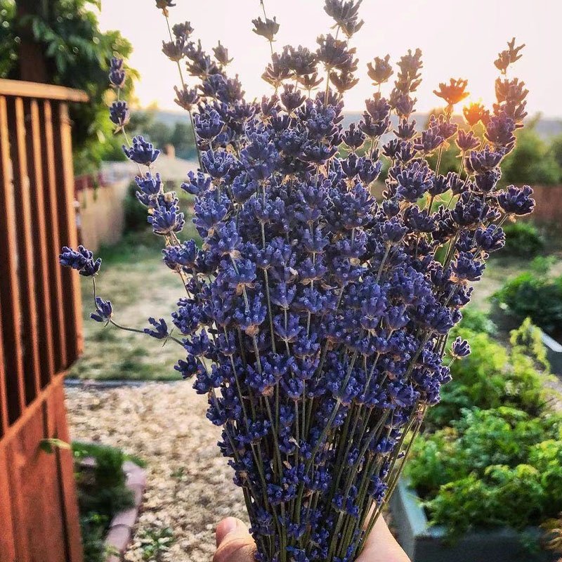 High Quality flowers 80g/bundle Customized Bouquet Blue Dried Lavender Flowers for home/wedding decoration