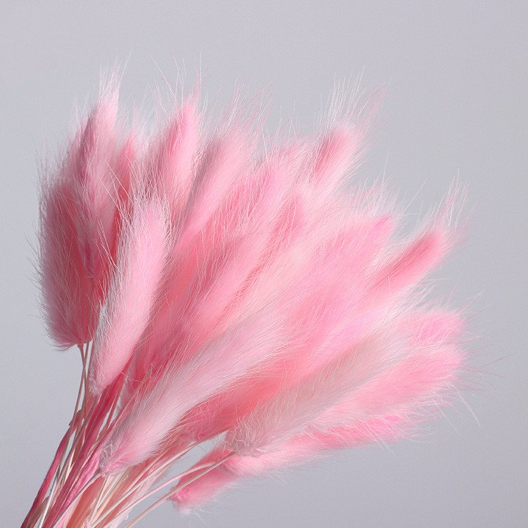 Wholesale A grade 50pcs/bunch dried rabbit tail grass Dried Flowers and Plants