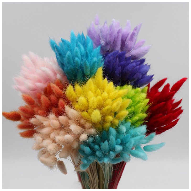Wholesale A grade 50pcs/bunch dried rabbit tail grass Dried Flowers and Plants