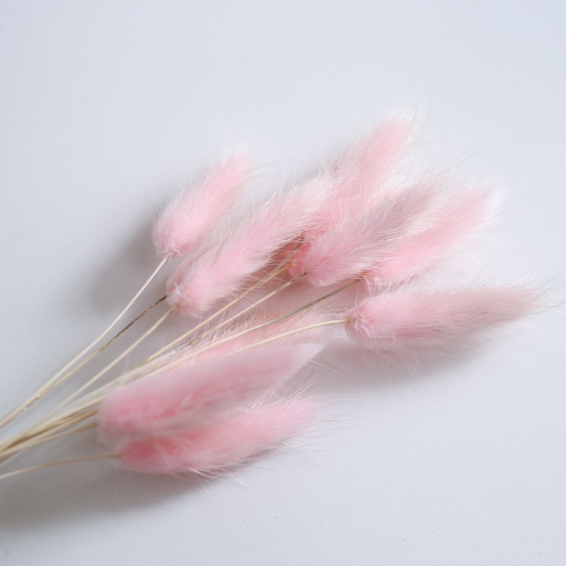 Wholesale A grade 50pcs/bunch dried rabbit tail grass Dried Flowers and Plants