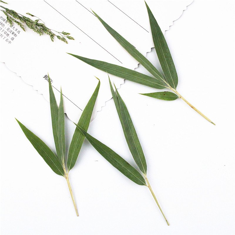 Bamboo Leaf Sheet Real Plant Leaf Plant Specimen Resin DIY Materials Kit