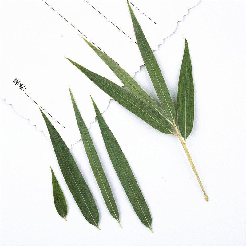 Bamboo Leaf Sheet Real Plant Leaf Plant Specimen Resin DIY Materials Kit