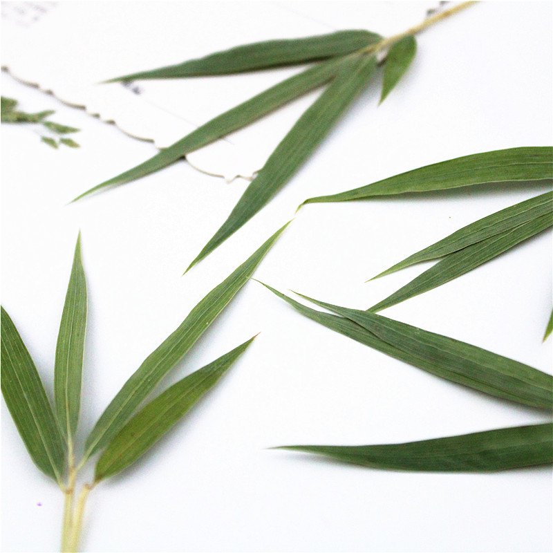 Bamboo Leaf Sheet Real Plant Leaf Plant Specimen Resin DIY Materials Kit