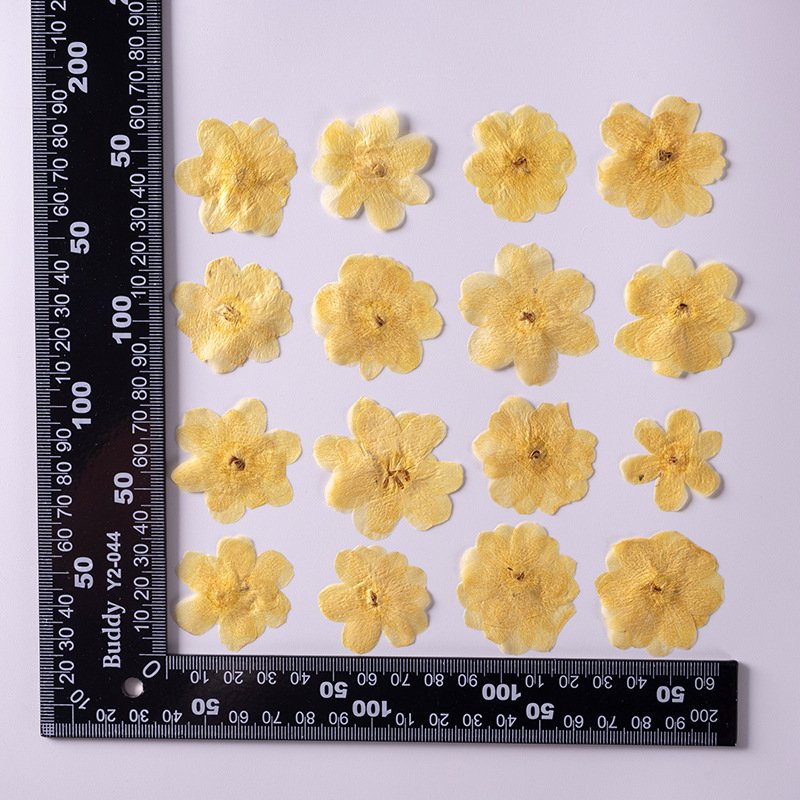 Winter Jasmine Card Making Supplies Resin Jewelry Natural Plant Eco-friendly Real Pressed Flower For Dried