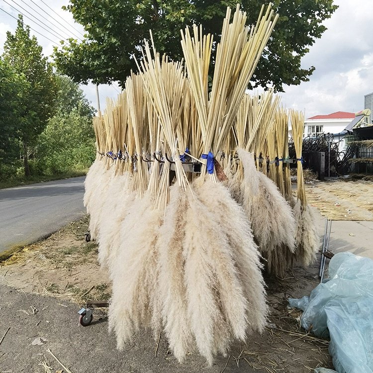 Wholesale grass decor dried flowers wedding decoration immortal flower shooting props big grass