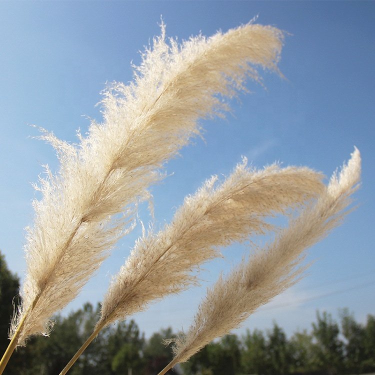 Wholesale grass decor dried flowers wedding decoration immortal flower shooting props big grass