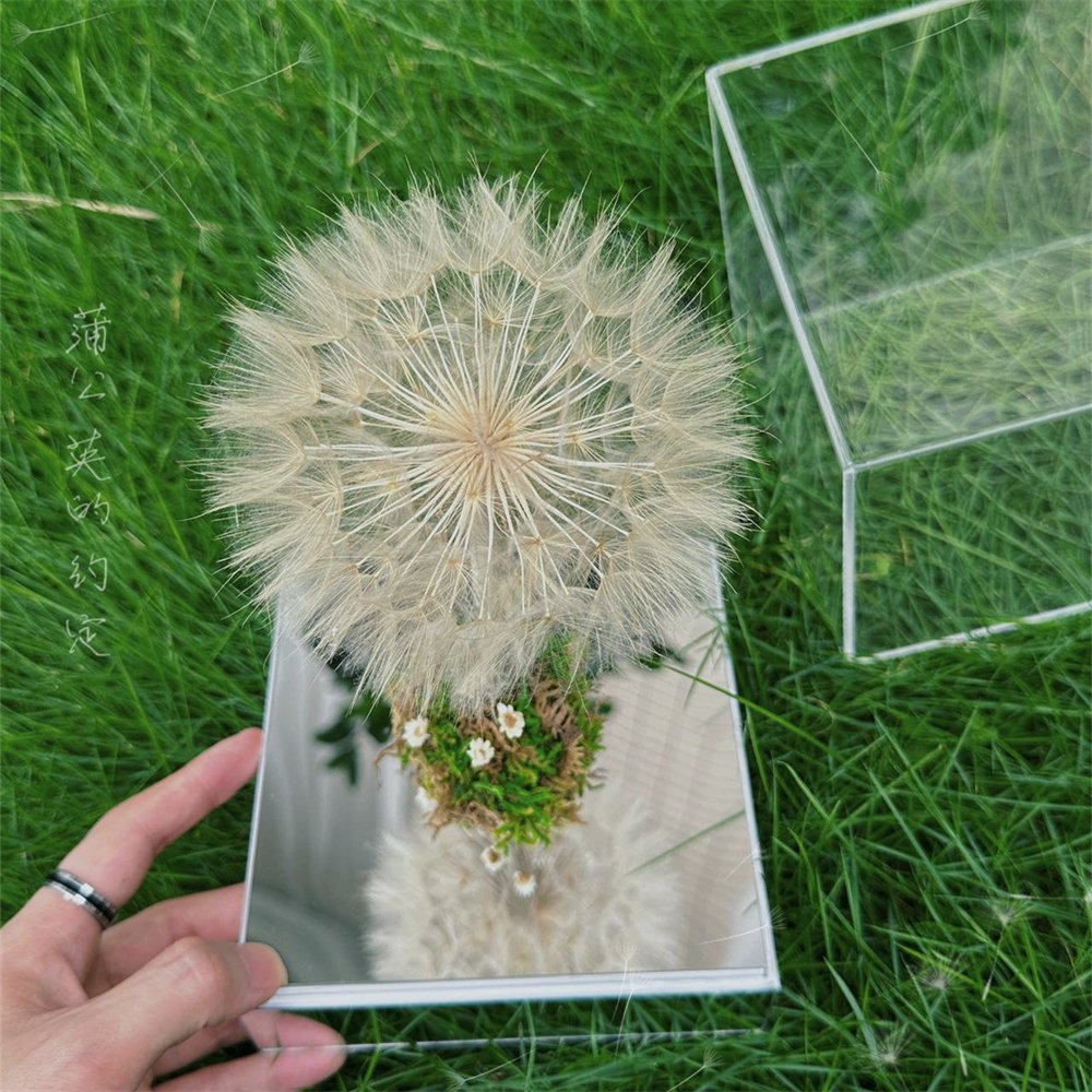 Popular mirror face Gift Box Romantic Design Real Natural Immortal Forever Eternal Preserved Dried Dandelion Flowers