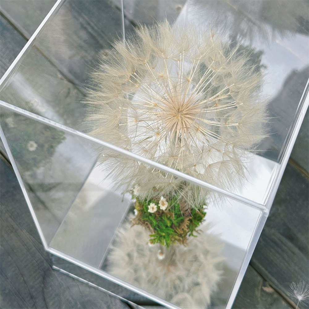 Popular mirror face Gift Box Romantic Design Real Natural Immortal Forever Eternal Preserved Dried Dandelion Flowers