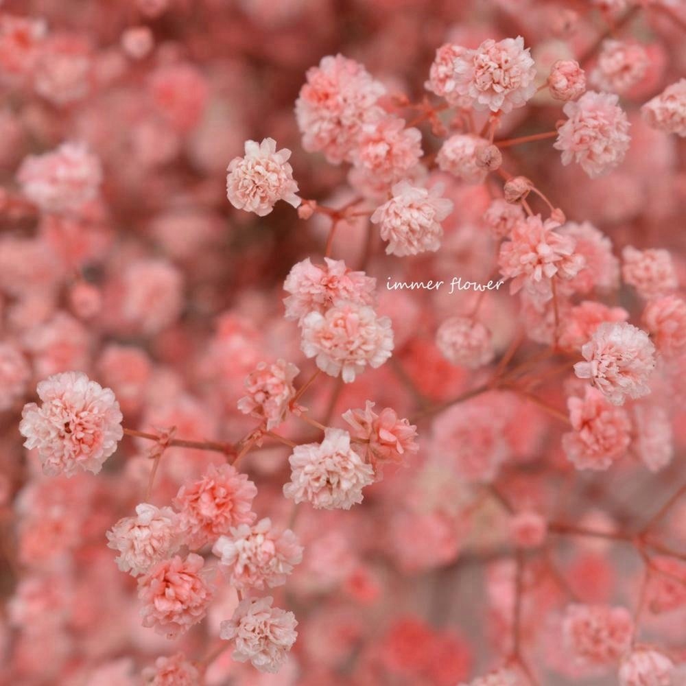 Dried Flowers Babysbreath Preserved Flowers Making DIY Materials