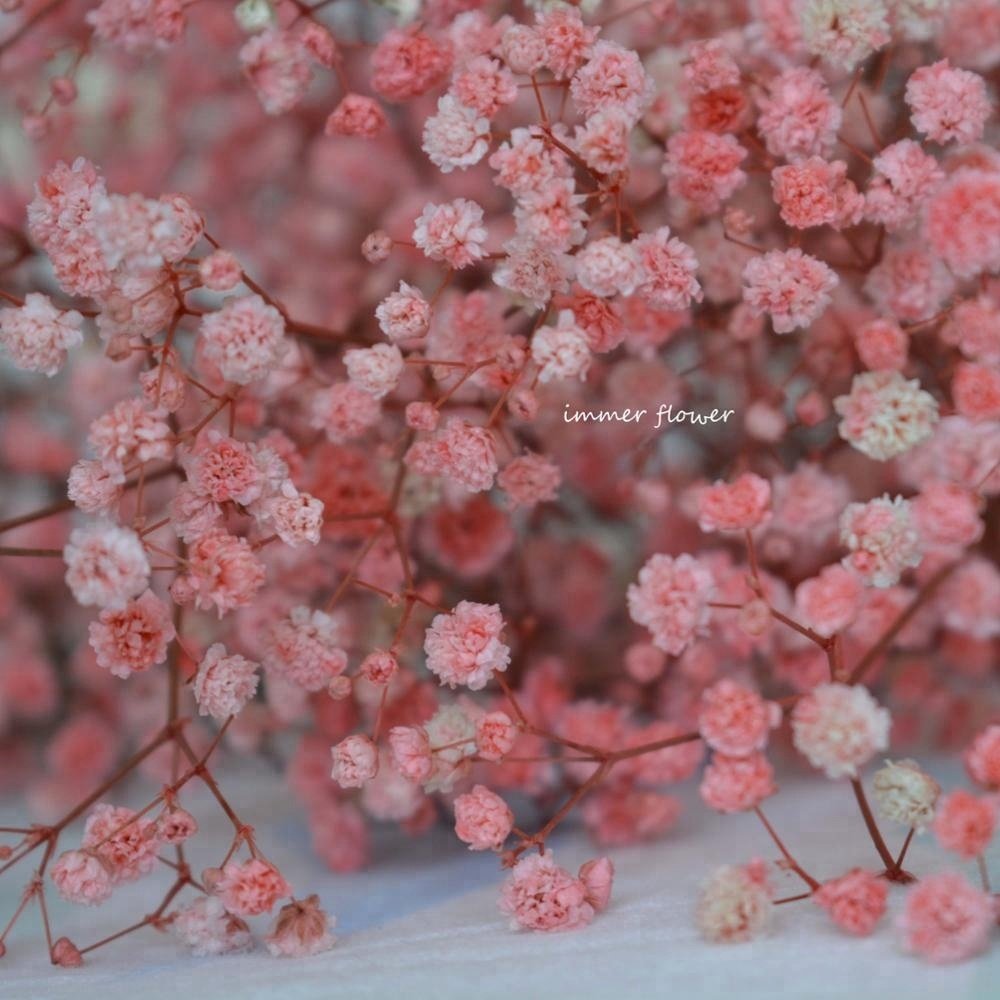 Dried Flowers Babysbreath Preserved Flowers Making DIY Materials