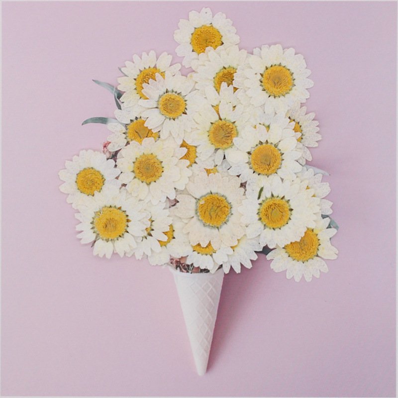 Factory Supplied Real Dried Pressed Flower Color-dyed Pressed Daisy Dried Flowers