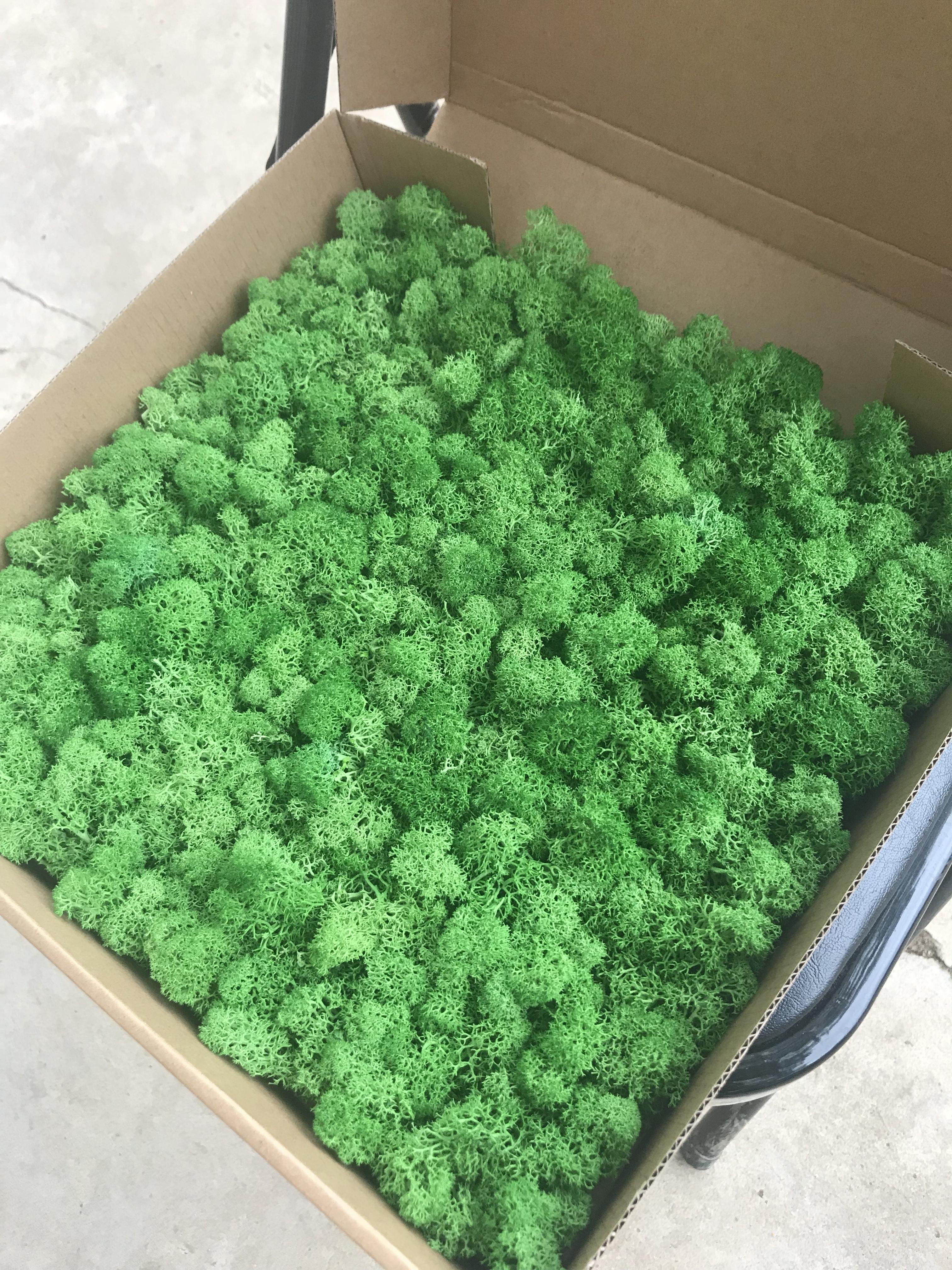 H22 Green Real Natural Moss Stabilized Dried Moss Wall Panel Art Dry Preserved Reindeer Moss Wall for Home Floral Decor Craft