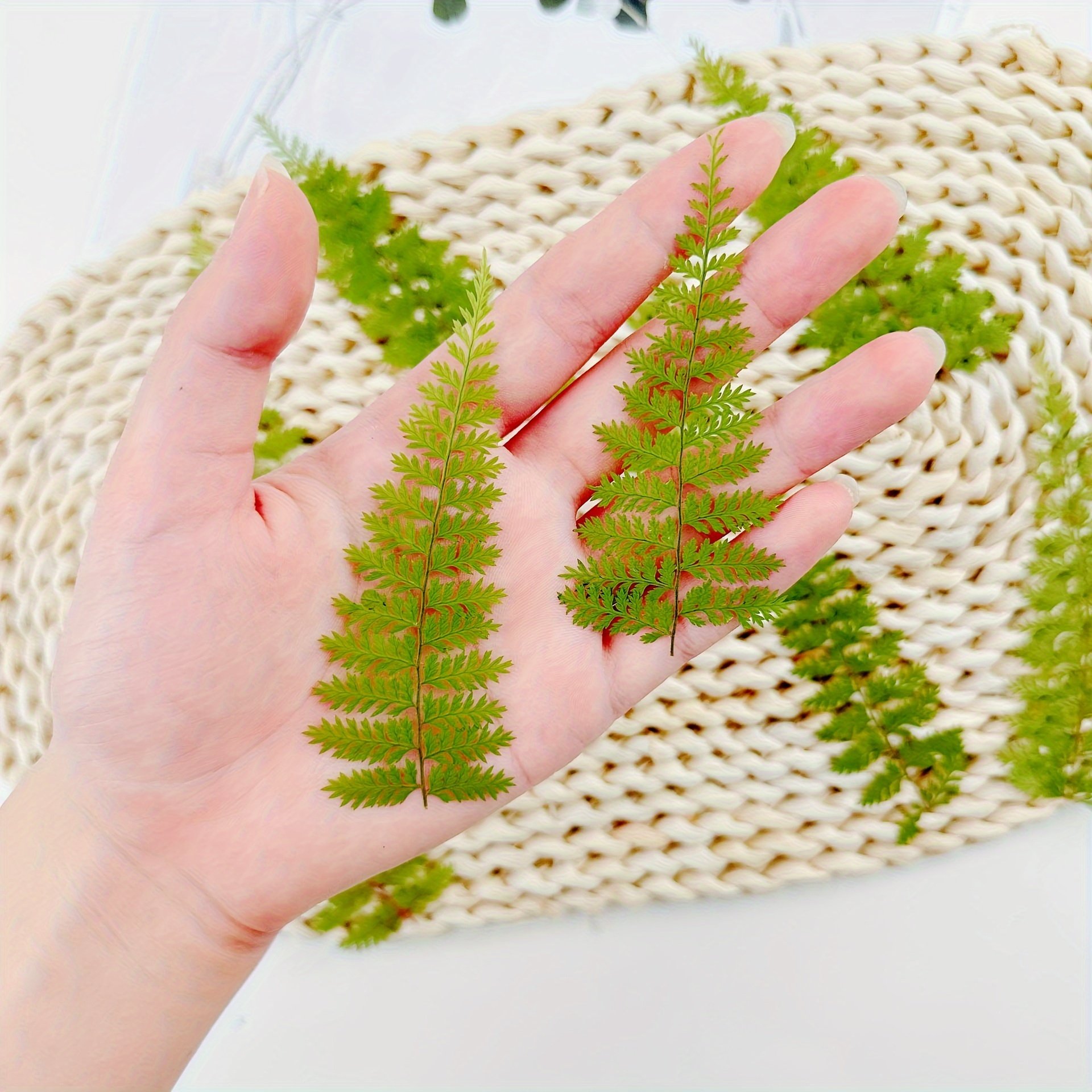 Mini Package Petals Frame Pressed Preserved Dry Natural Plants Dried Flower For Nails Candles Resin Epoxy Phone Case