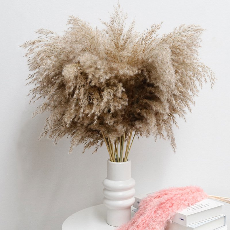 Original color small reed firewood immortal flower home wedding christmas DIY decoration pampas grass pampas reed dried flowers
