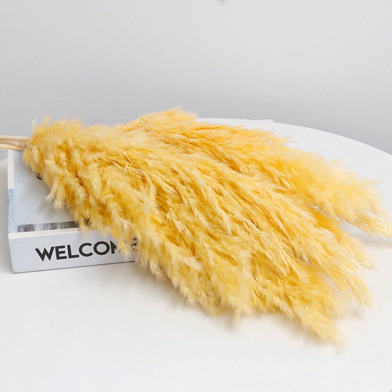 Original color small reed firewood immortal flower home wedding christmas DIY decoration pampas grass pampas reed dried flowers