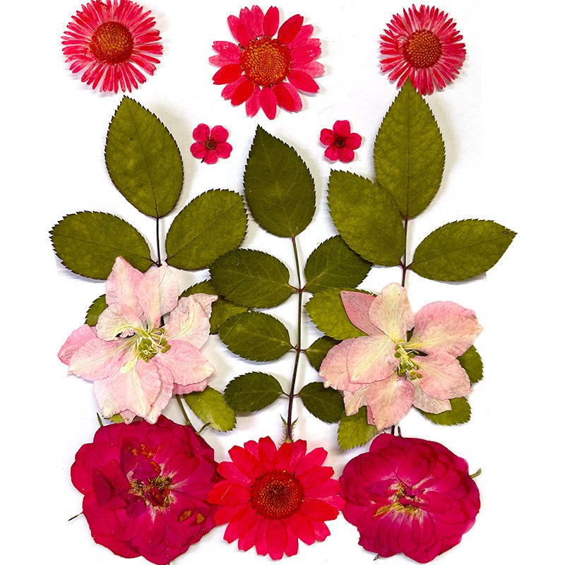 Wholesale White Stunning Spring Decor DIY Pressed Flower for Decor Jars Notebooks Picture Frame