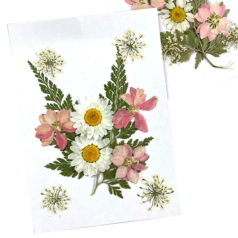 Wholesale White Stunning Spring Decor DIY Pressed Flower for Decor Jars Notebooks Picture Frame