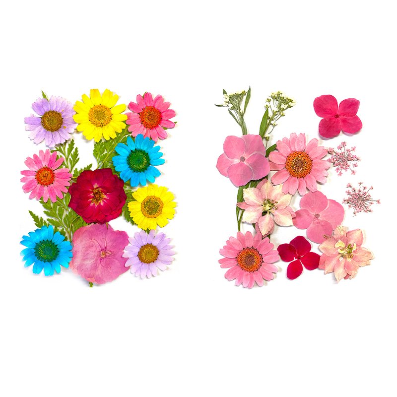 Wholesale White Stunning Spring Decor DIY Pressed Flower for Decor Jars Notebooks Picture Frame