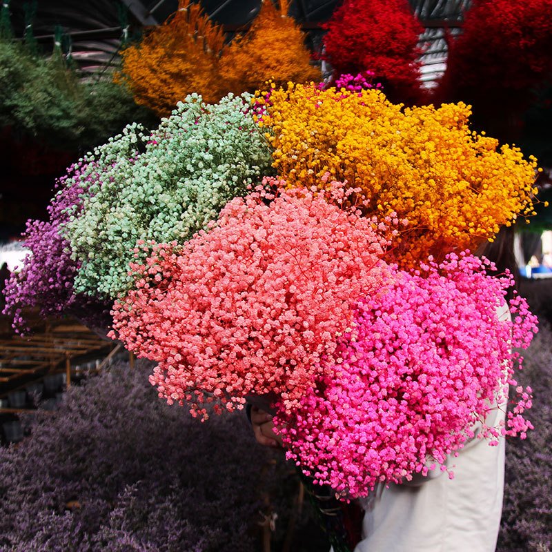 Decoration Flower Dream Star Natural Preserved Babys Breath Dry Gypsophila for Wedding & Home &DIY decor
