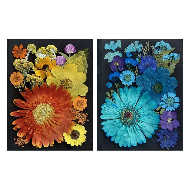 20pcs/set Mixed Real Dry Flower Set for Specimen Teaching Handmade Photo Frame Bookmark Mobile Phone Painting Package Material