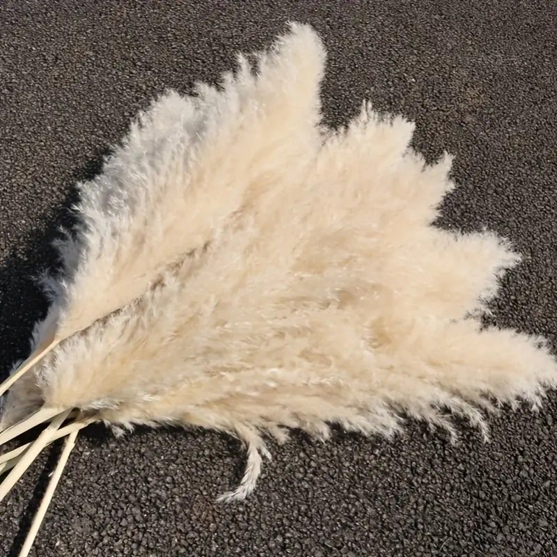 Natural Dried Pampas Grass over 60cm Fluffy Plume Dried Decorative Vase for Wedding Flowers Arrangements Home Decor Real Plant