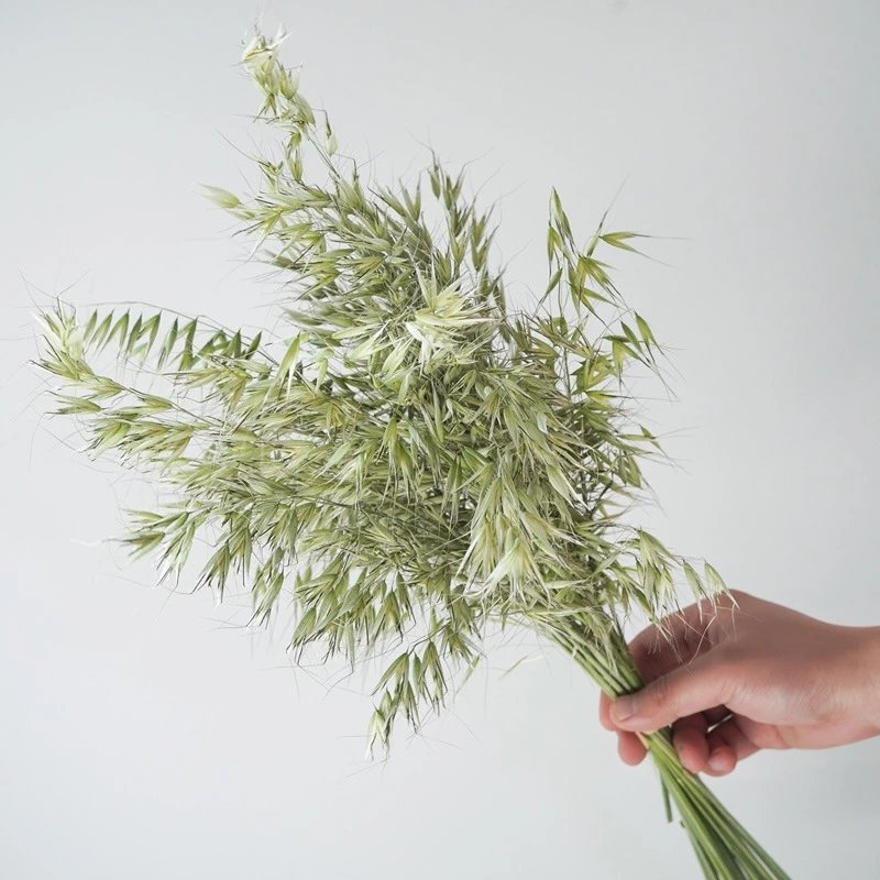 Fall Decor Natural Dried Flowers Floral Arrangement Herb Bunches Milky Oats Dried Avena Oat Flowers