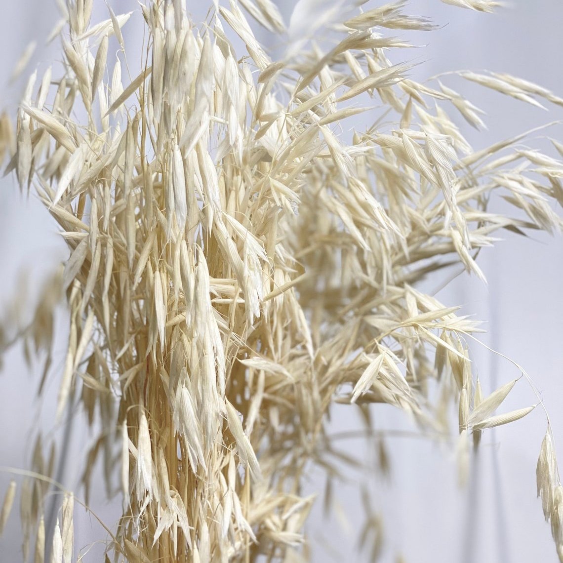Fall Decor Natural Dried Flowers Floral Arrangement Herb Bunches Milky Oats Dried Avena Oat Flowers