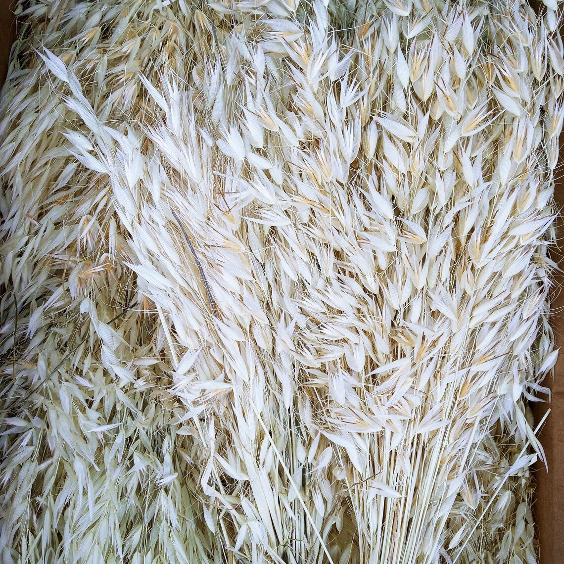 Fall Decor Natural Dried Flowers Floral Arrangement Herb Bunches Milky Oats Dried Avena Oat Flowers