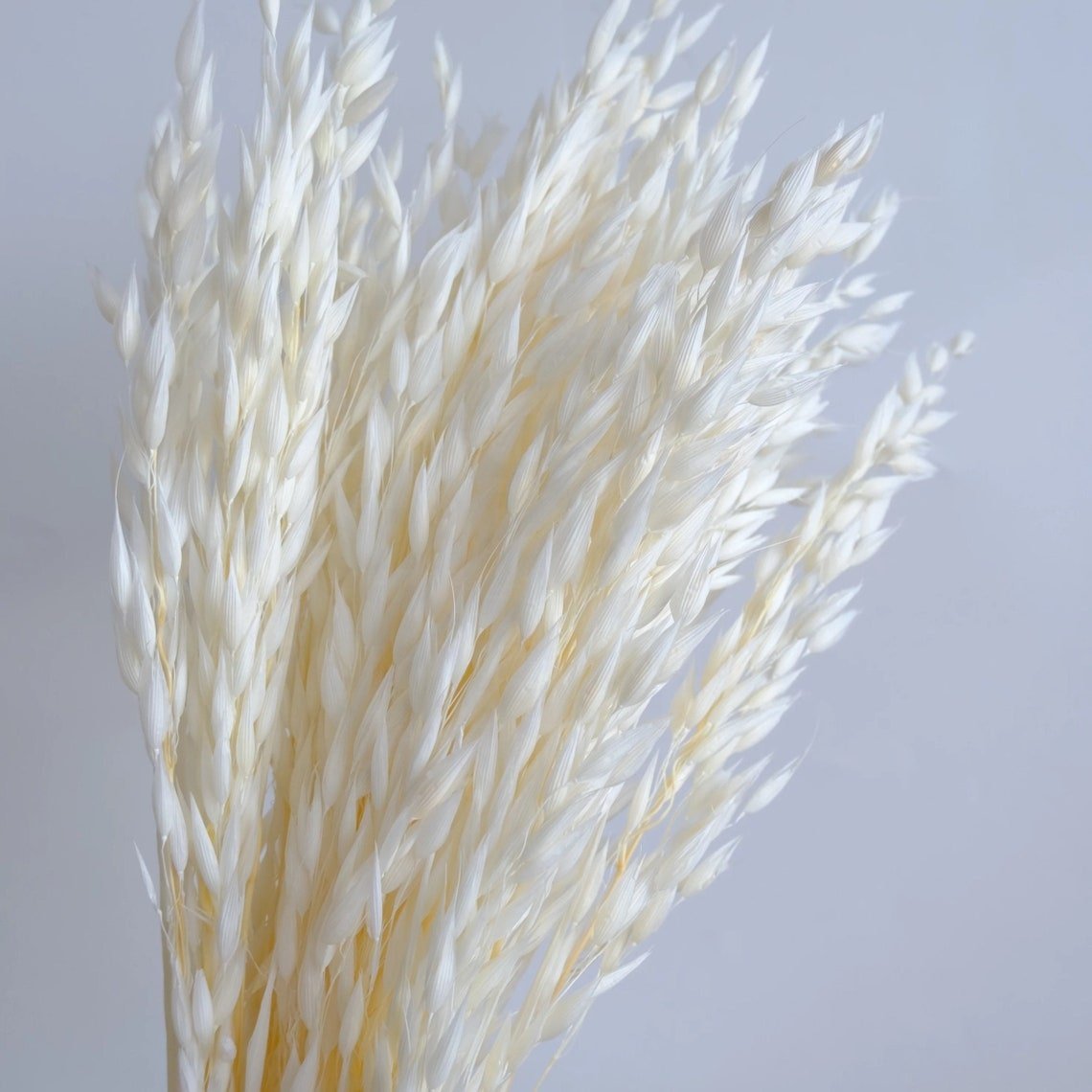 Fall Decor Natural Dried Flowers Floral Arrangement Herb Bunches Milky Oats Dried Avena Oat Flowers