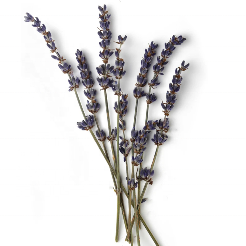 Wholesale high quality available dried lavender for dried flower bouquets