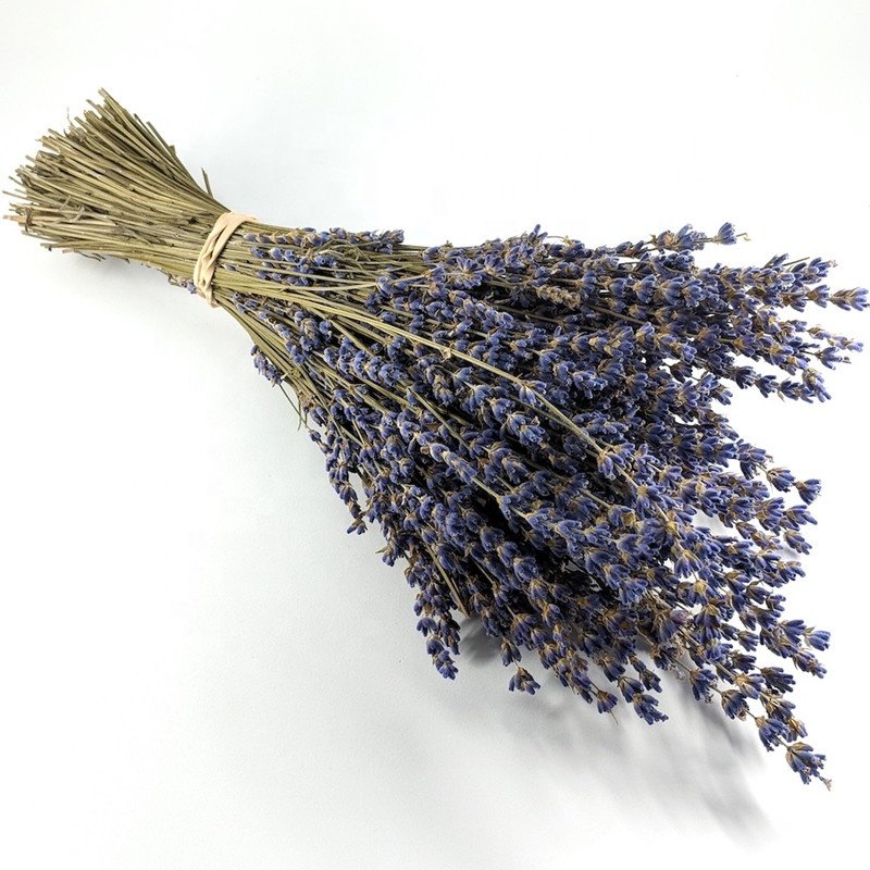 Wholesale high quality available dried lavender for dried flower bouquets